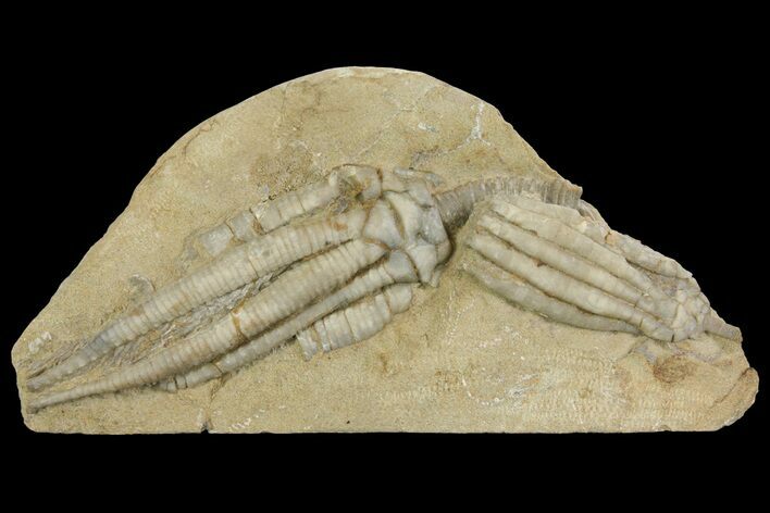 Fossil Crinoids (Scytalocrinus & Parascytalocrinus) - Crawfordsville #157239